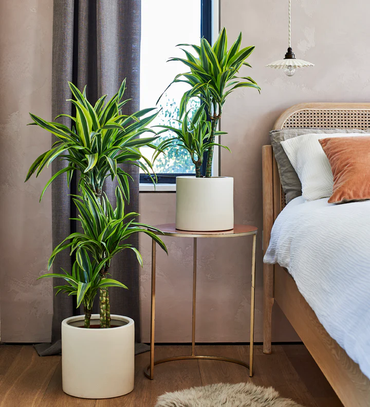 Dracaena Lemon &amp; Lime