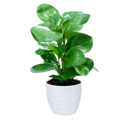Peperomia Obtusifolia / Green Gold