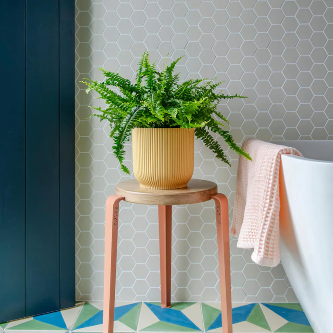 Boston Fern