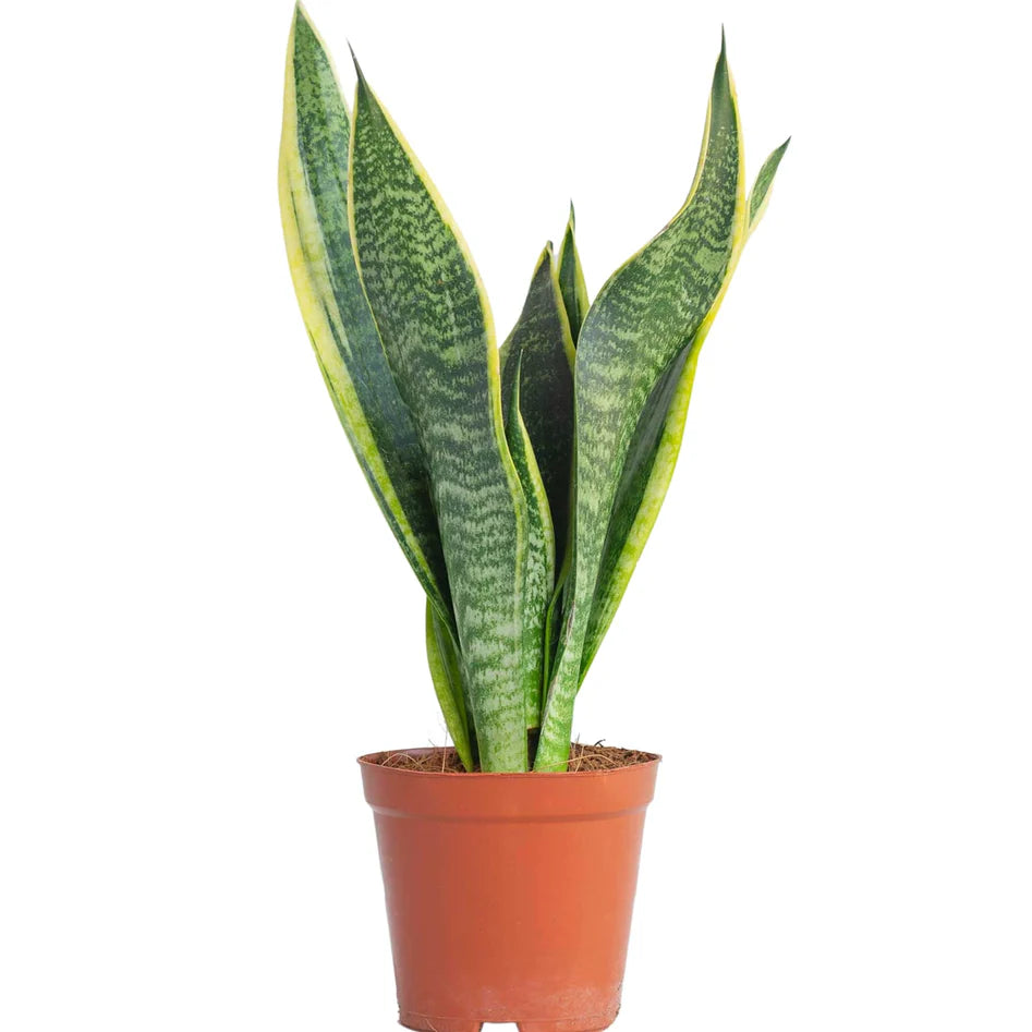 Snake Plant / Sansevieria Superba / / Mother-in-Law&