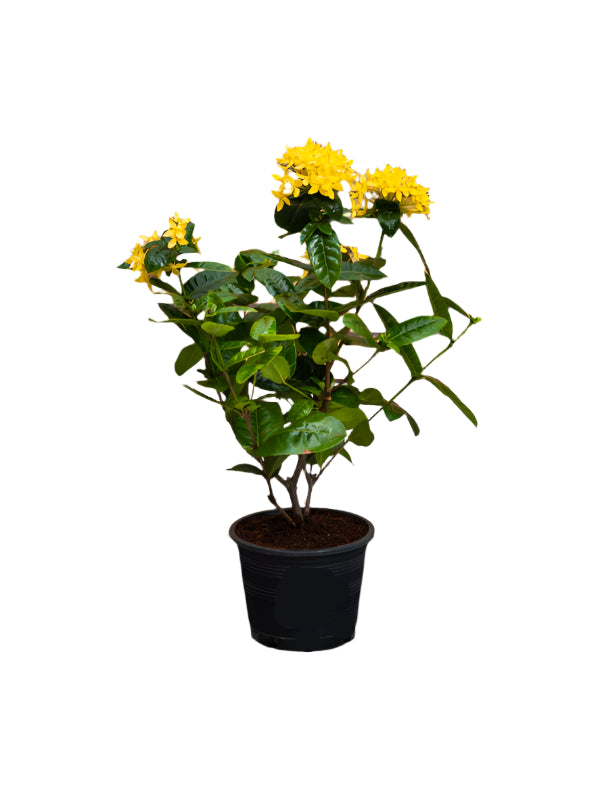 Ixora Cocinea (Ixora Cocinea)