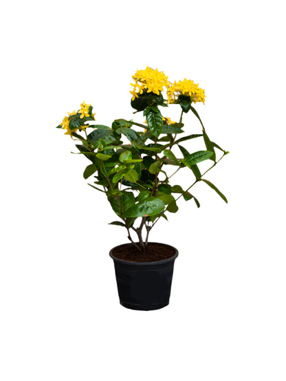 Ixora Cocinea (Ixora Cocinea)