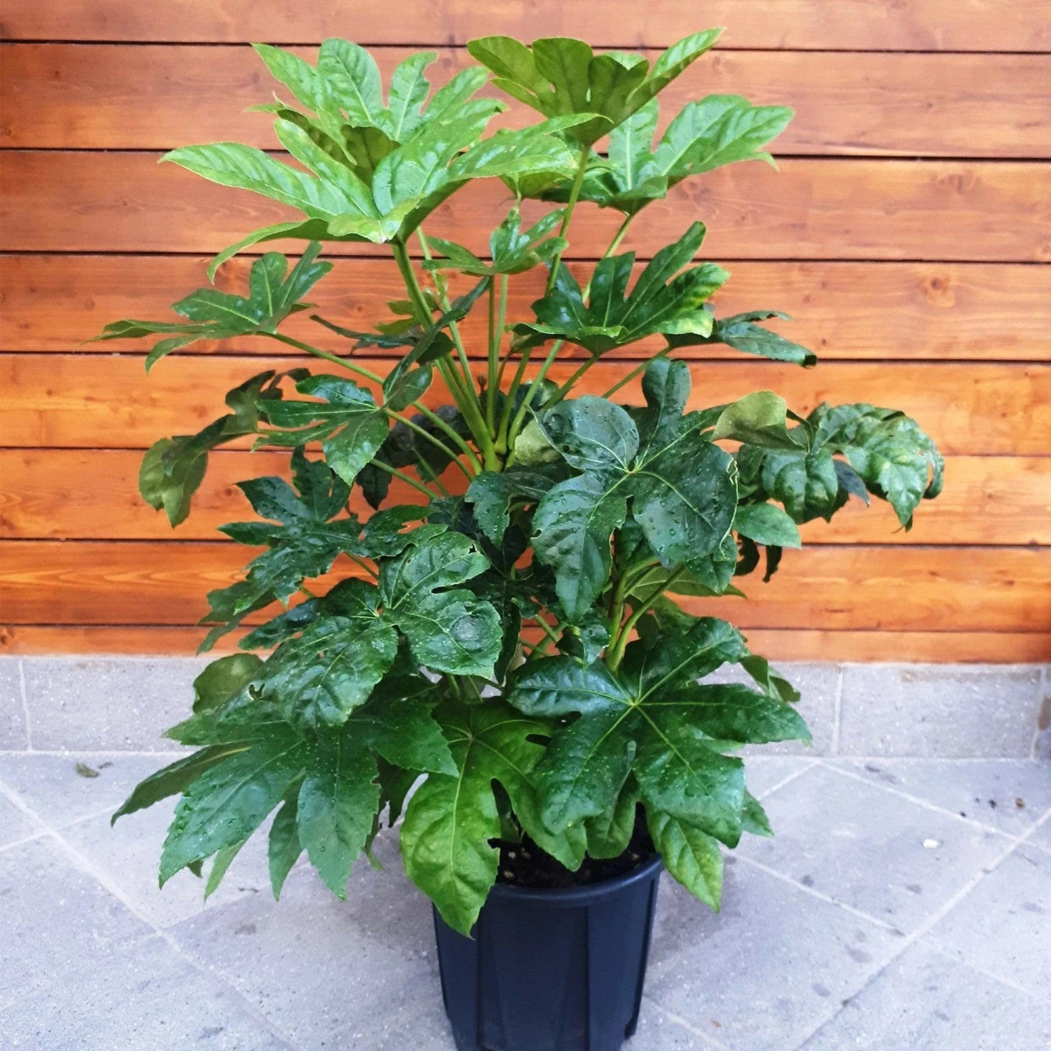 Fatsia Japonica  / Japanese Aralia