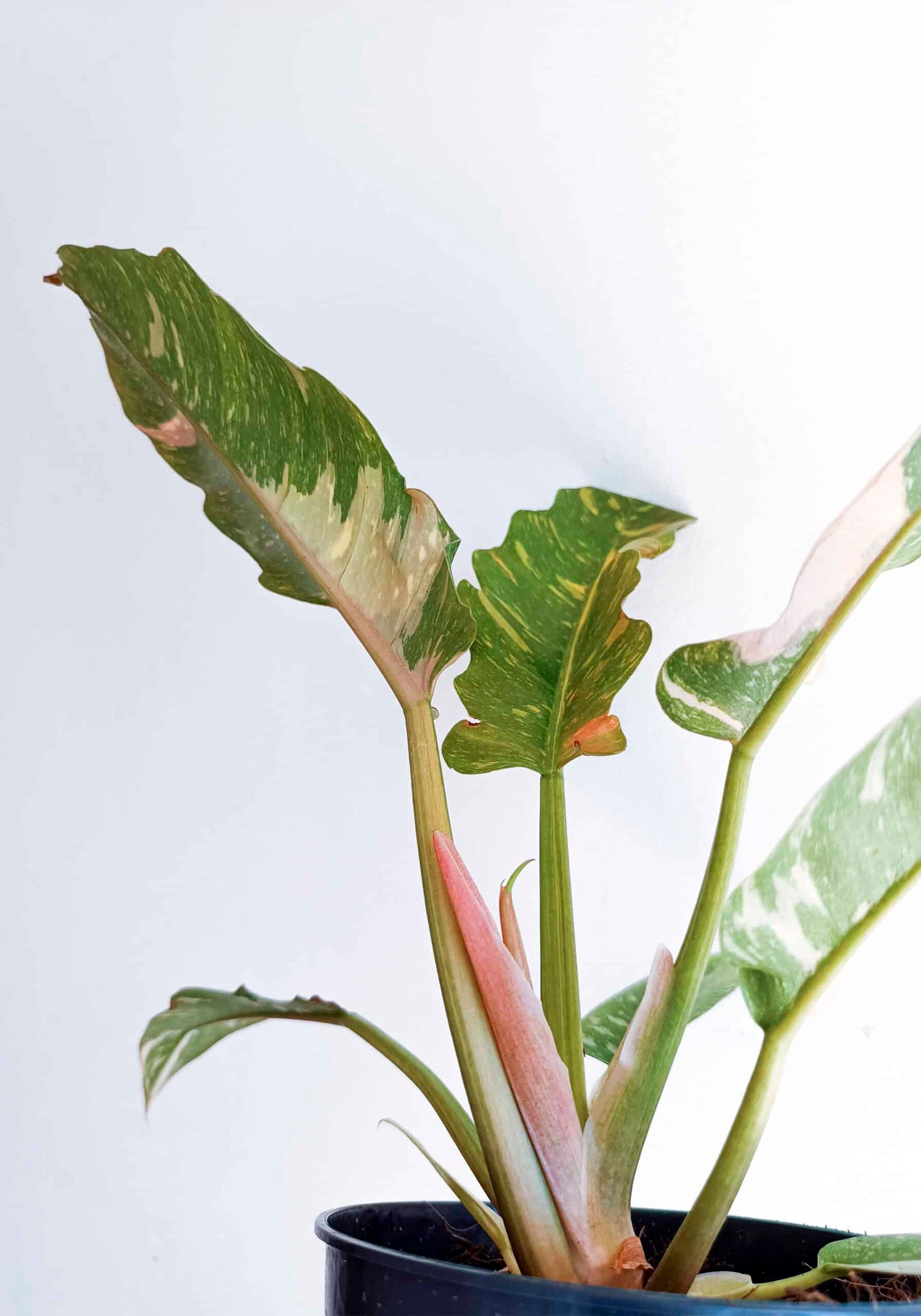 Philodendron / Ring of Fire / Narrow Ring of Fire