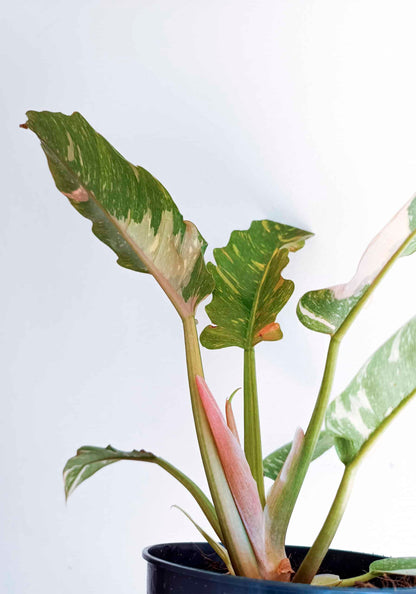 Philodendron / Ring of Fire / Narrow Ring of Fire