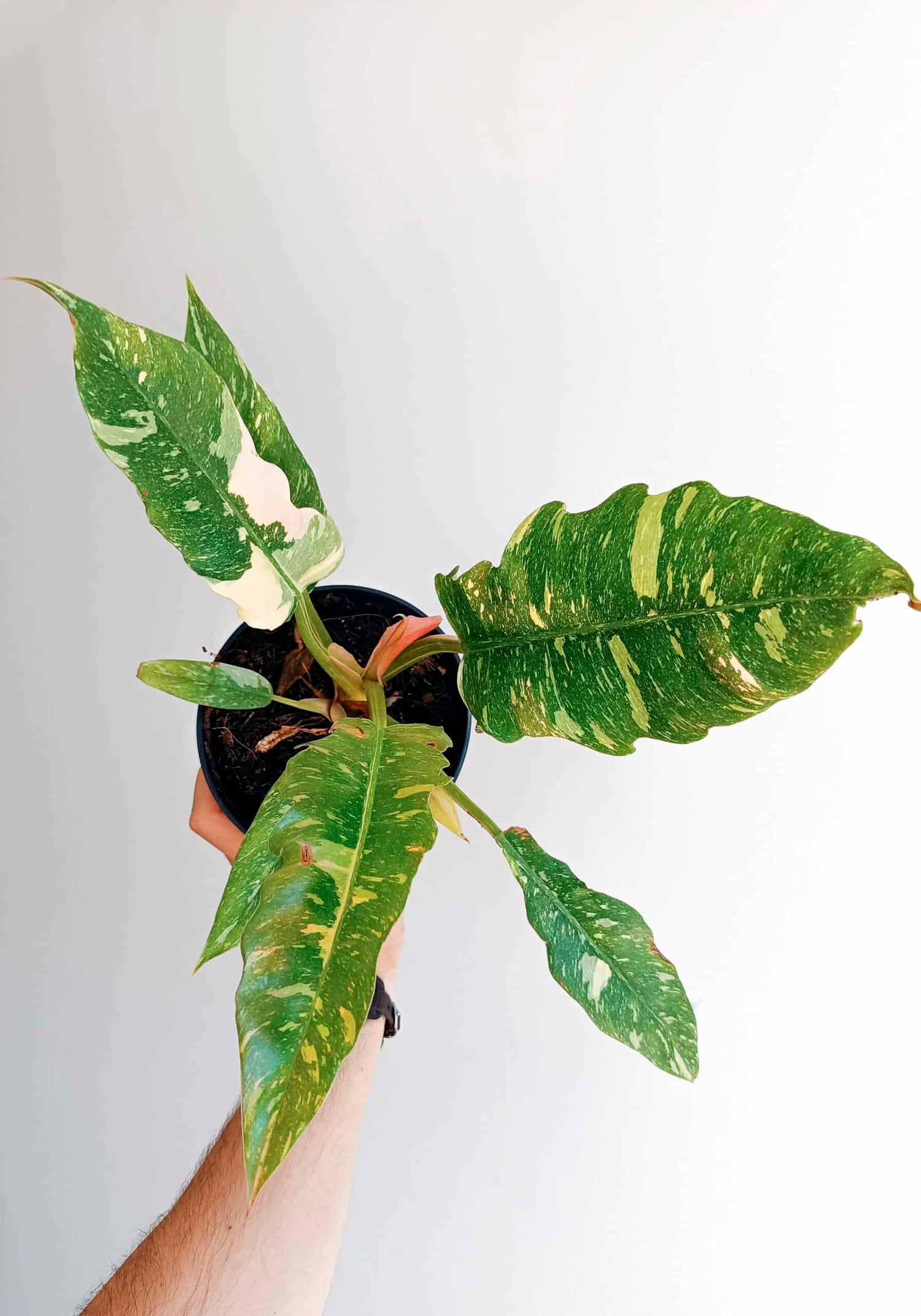 Philodendron / Ring of Fire / Narrow Ring of Fire