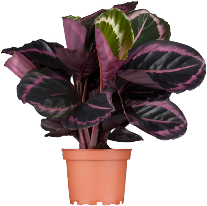 Calathea Roseopicta