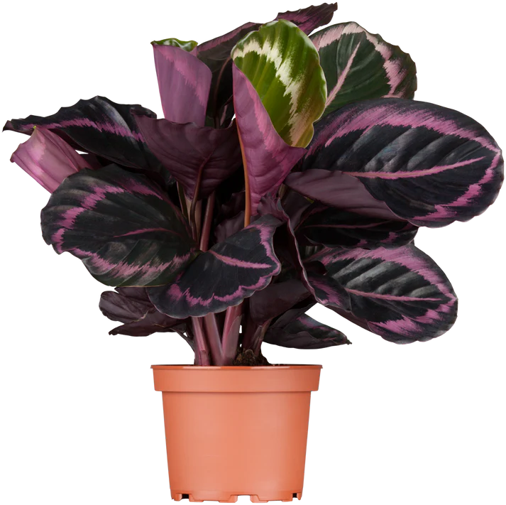 Calathea / Calathea Rosea-Picta / Dottie / Black Rose Calathea