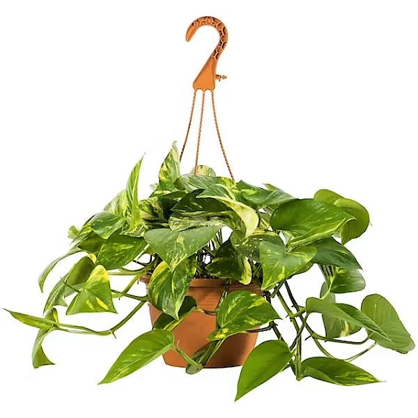 Money Plant Hanging / Epipremnum Pinnatum / Golden Pothos