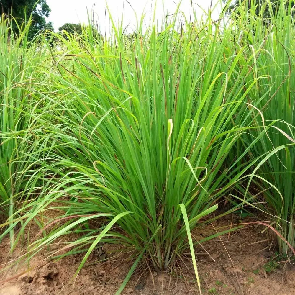 Lemongrass  Cymbopogon Citratus