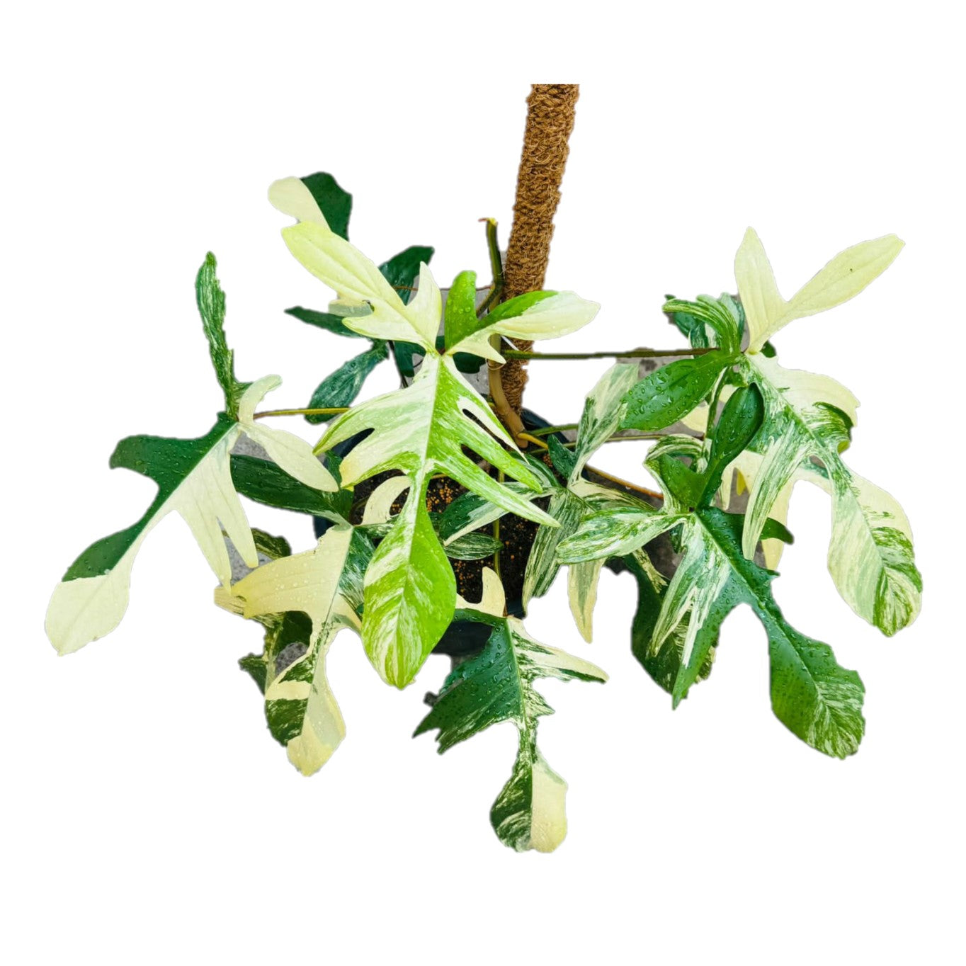 Philodendron Florida Beauty Variegated