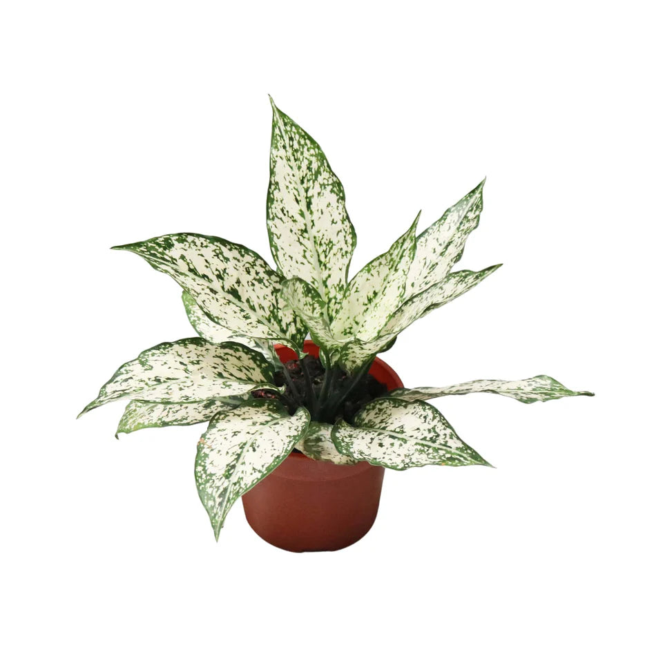 Aglaonema / Spring Snow