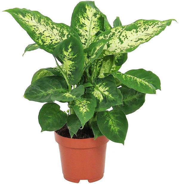 Dieffenbachia Seguine / Maroba / Dumb Cane