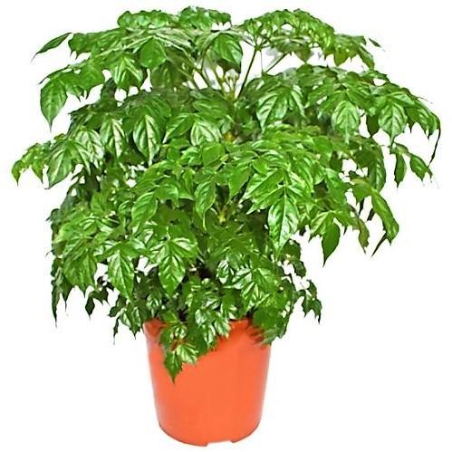 China Doll Plant / Radermachera Sinica