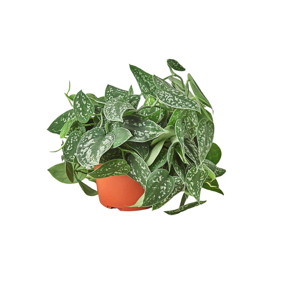 Scindapsus Pictus / Satin Pothos