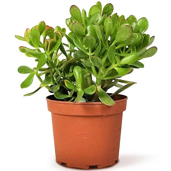 Crassula Ovata / Money Tree / Dollar Plant / Jade Plant / Jade
