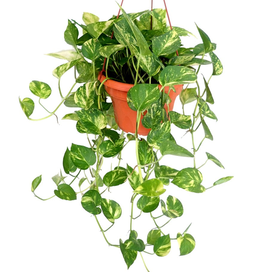 Epipremnum Aureum / Devil Ivy Phothos / Hanging