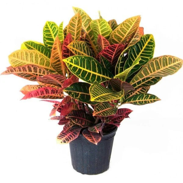 Croton Petra / Croton Plant / Codiaeum Variegatum &