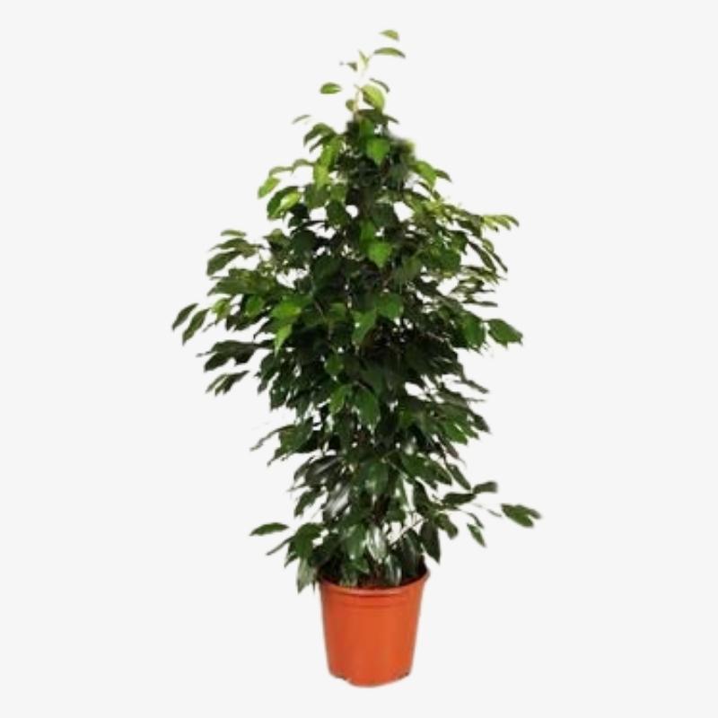 Ficus Benjamina / Weeping Fig