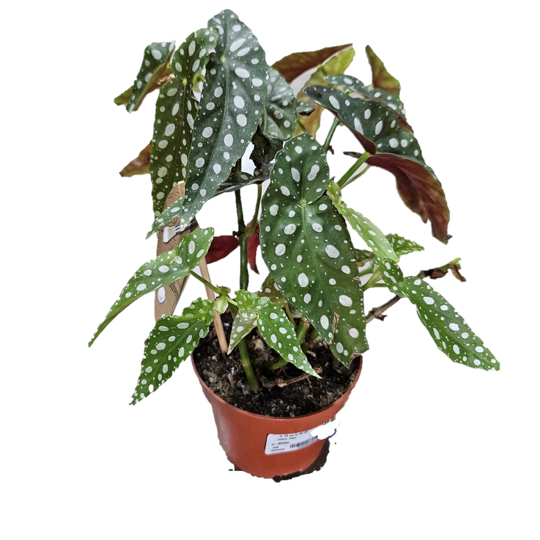 Polka Dot / Begonia Maculata / Wightii / Angel Winged Cane