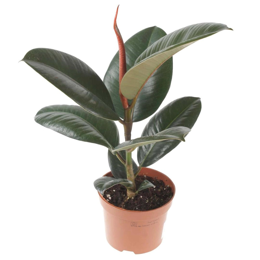 Rubber Plant / Ficus Elastic / Robusta