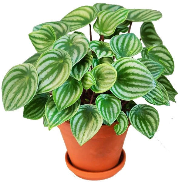 Peperomia Argyreia / Watermelon Peperomia
