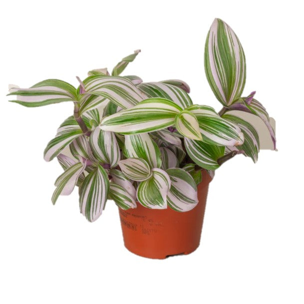 Tradescantia Zebrina / Wandering Jew