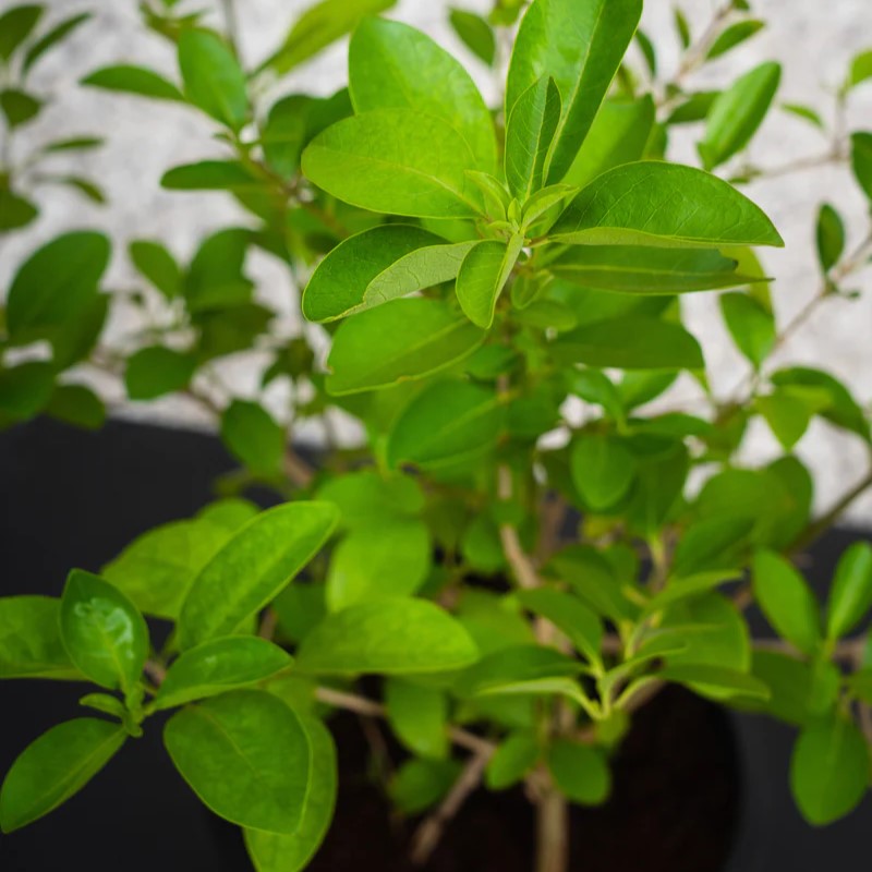 Clerodendrum Inerme Cone Shape / Wild Jasmine