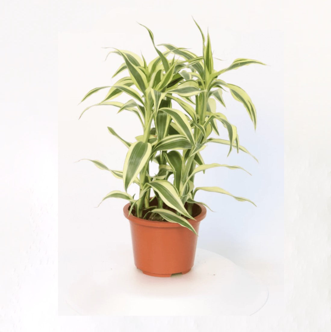 Dracaena Sanderiana Dracaena White