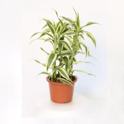 Dracaena Sanderiana Dracaena White