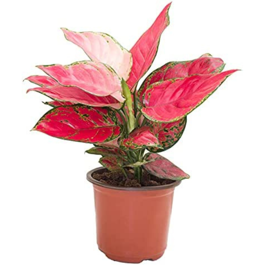 Aglaonema Anyamanee / Red / Green