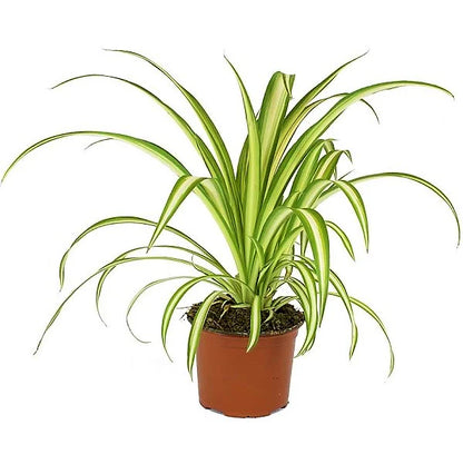 Spider Plant / Chlorophytum Comosum /Variegatum