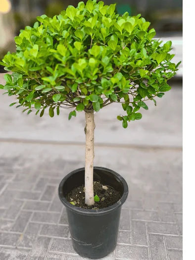 Ficus Panda Single Head