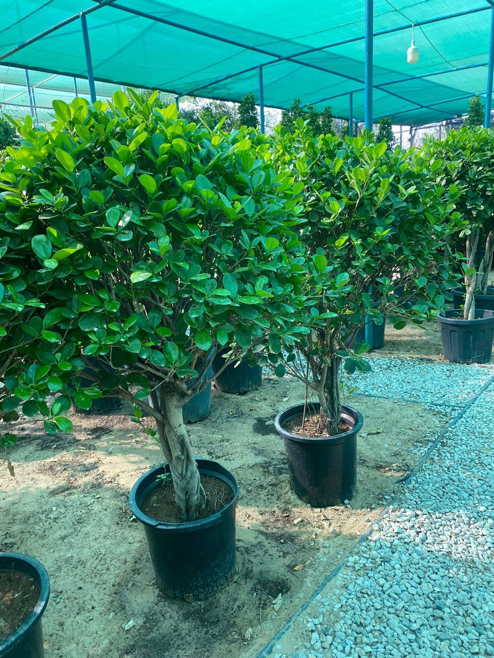 Ficus Panda Single Head