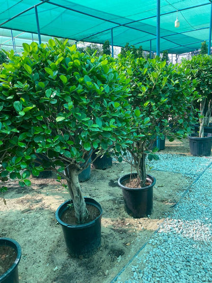 Ficus Panda Single Head