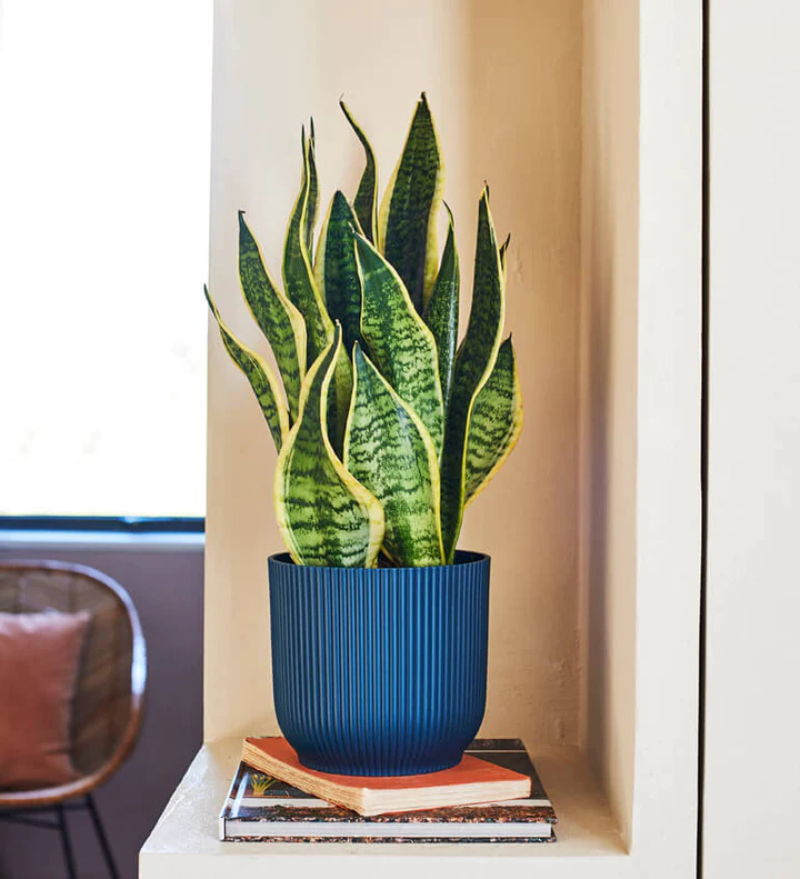 Snake Plant / Sansevieria Trifasciata