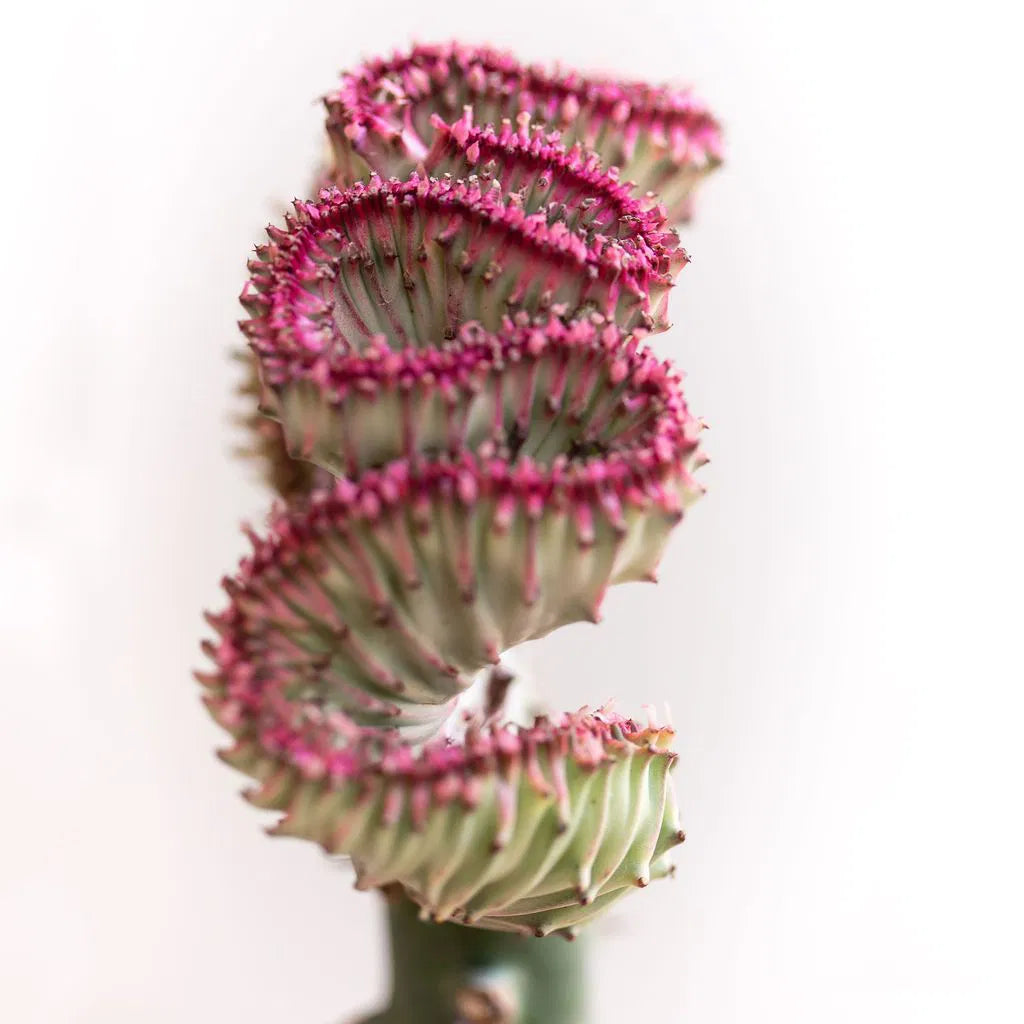Coral Cactus