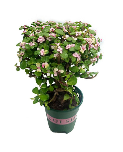 Portulaca Afra bonsai