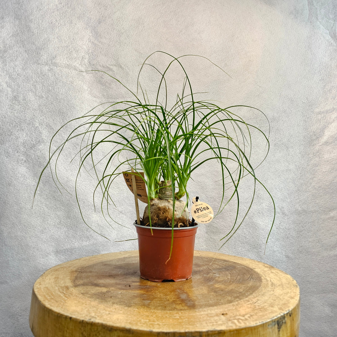 Ponytail Dwarf Palm