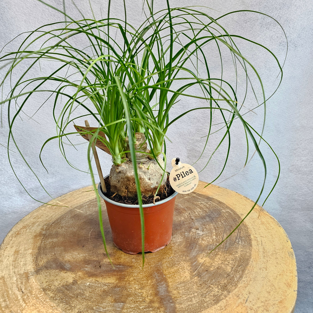 Ponytail Dwarf Palm