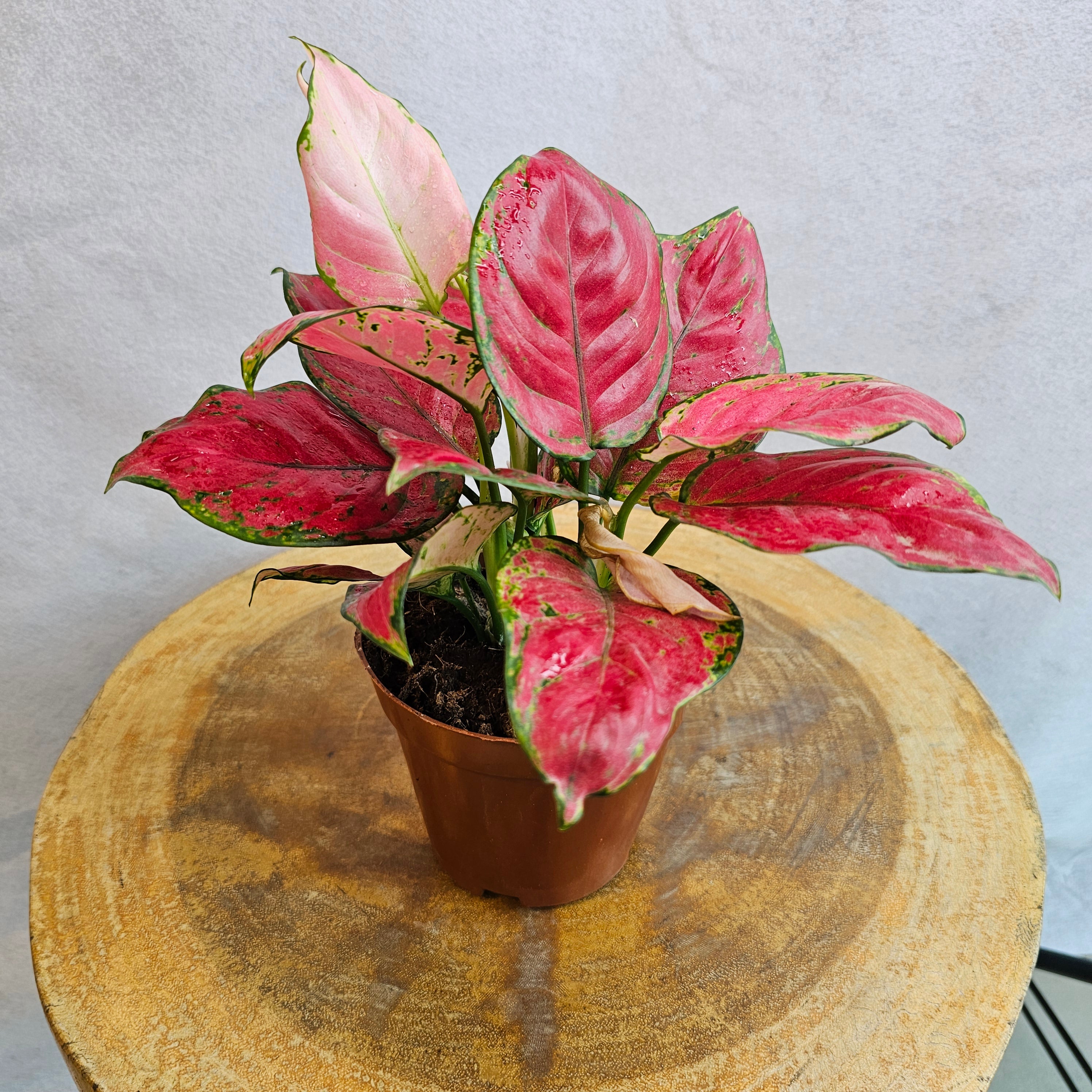 Aglaonema Prosperity