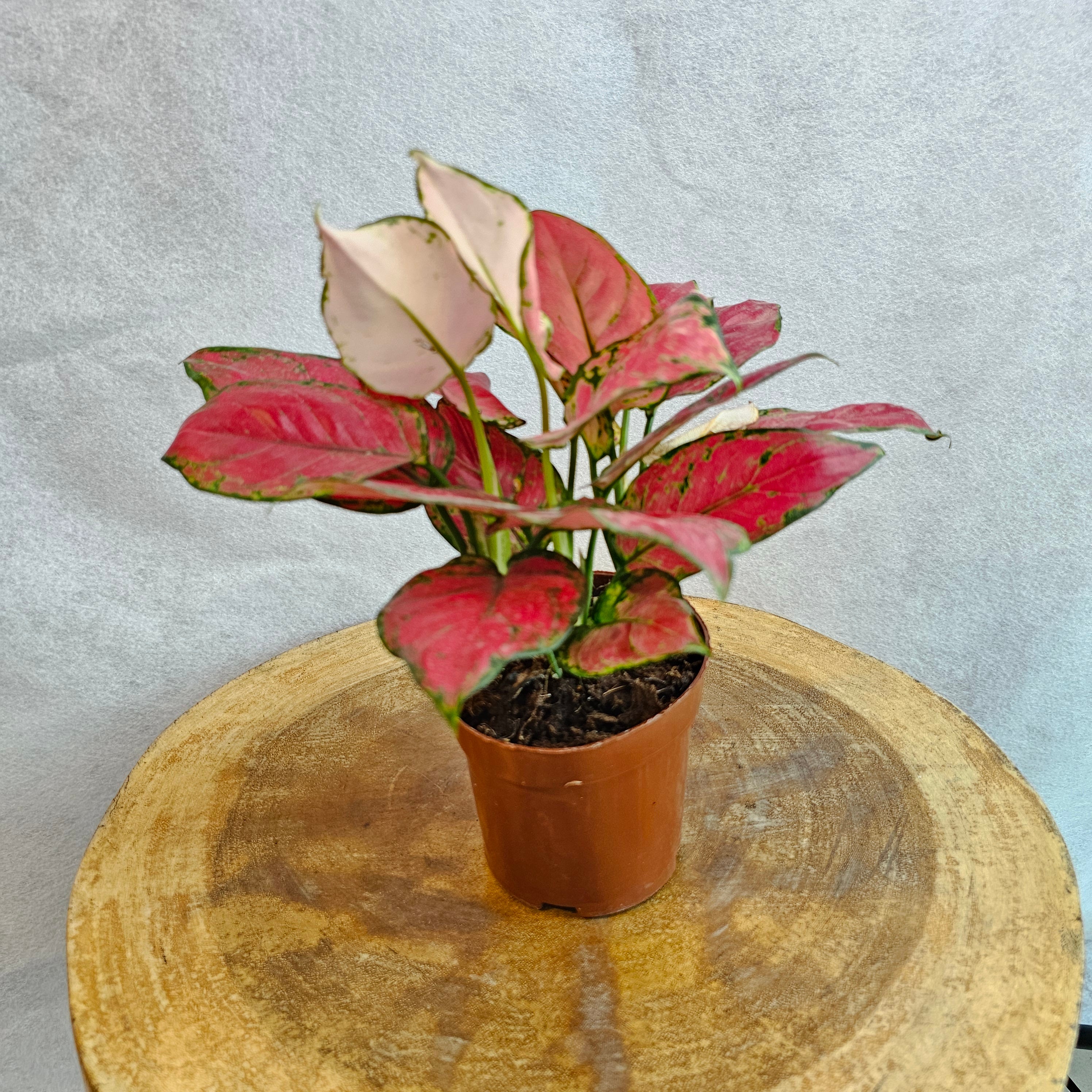 Aglaonema Prosperity