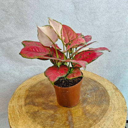 Aglaonema Prosperity