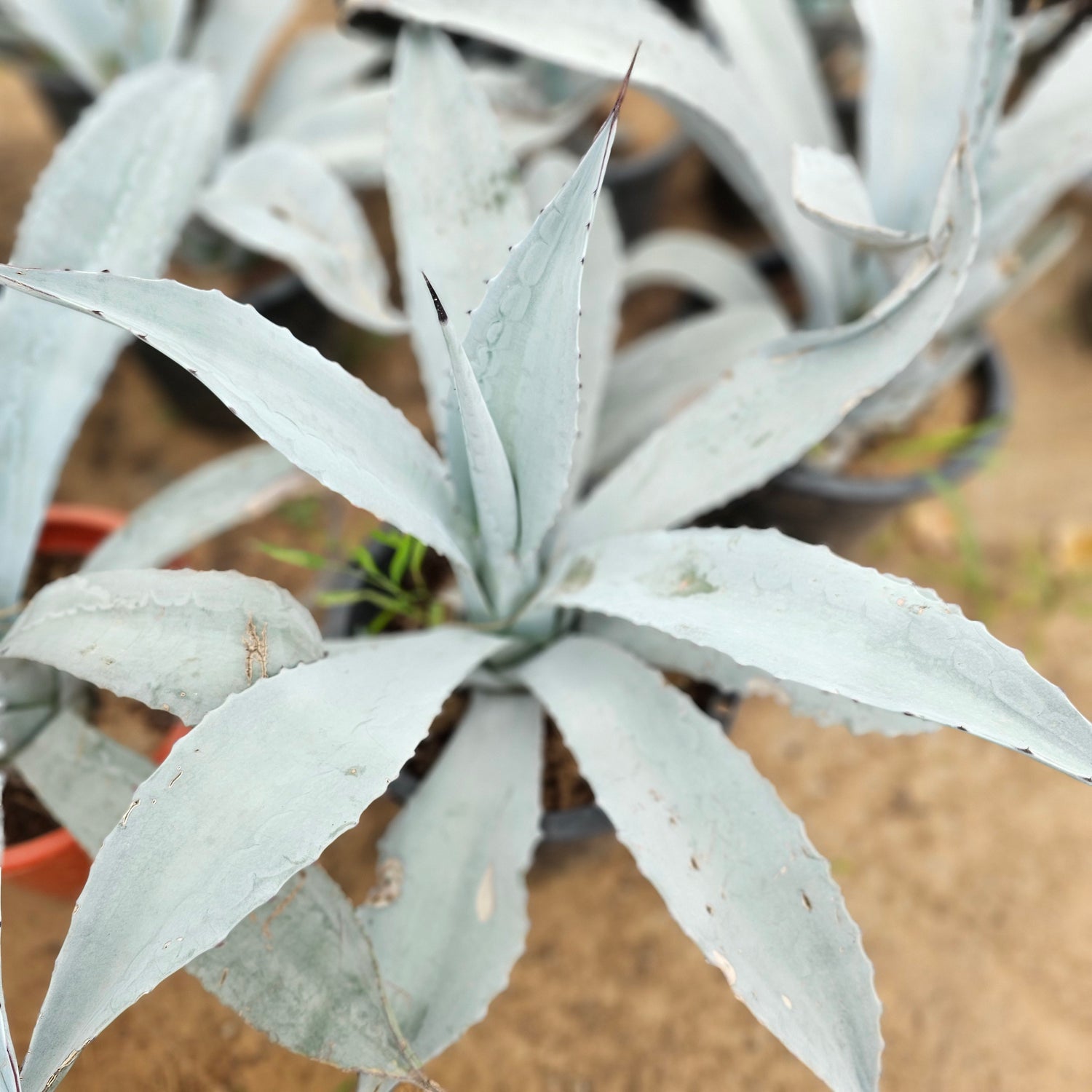Agave Franzosinii
