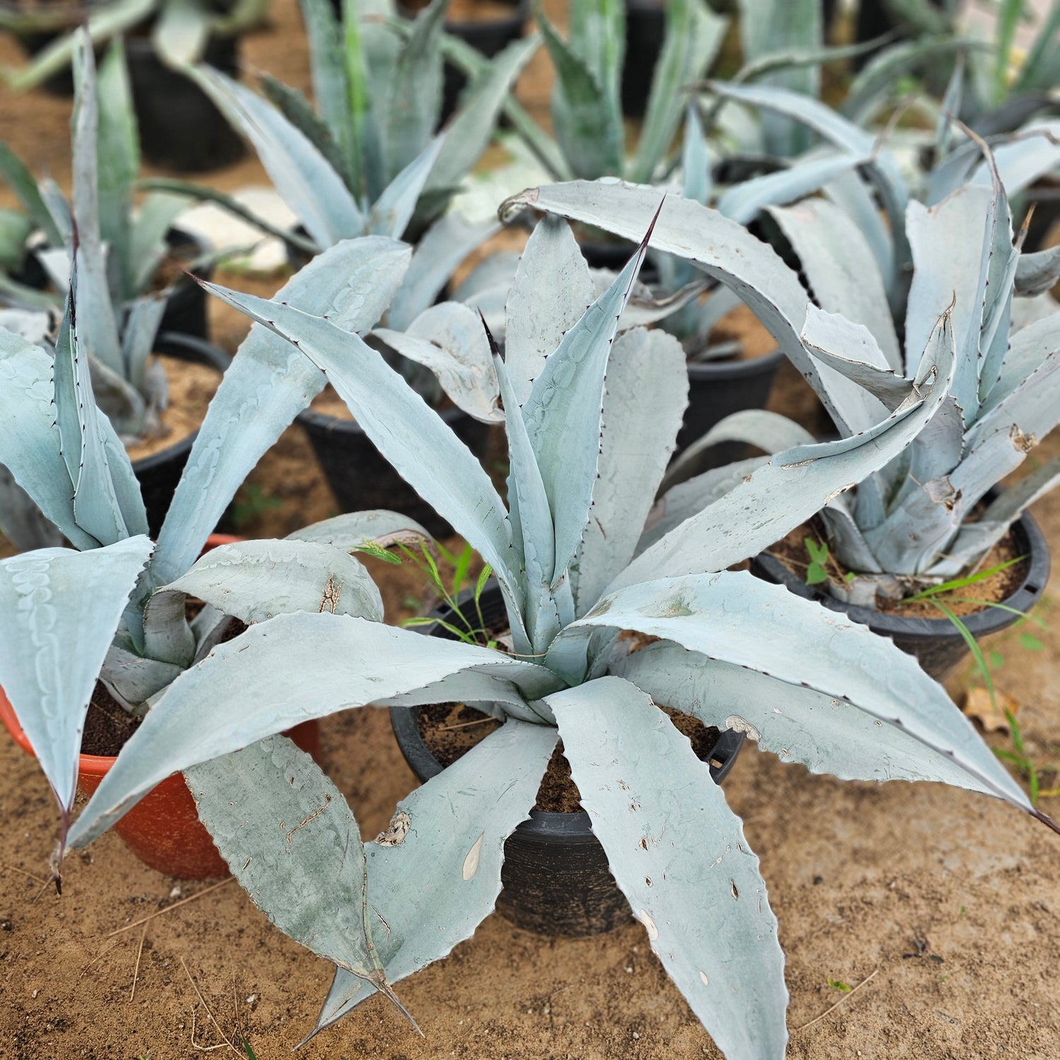 Agave Franzosinii