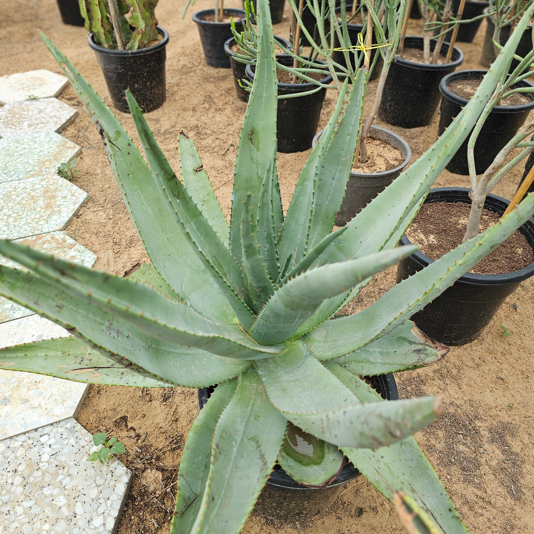 Aloe Ferox / Cape Aloe