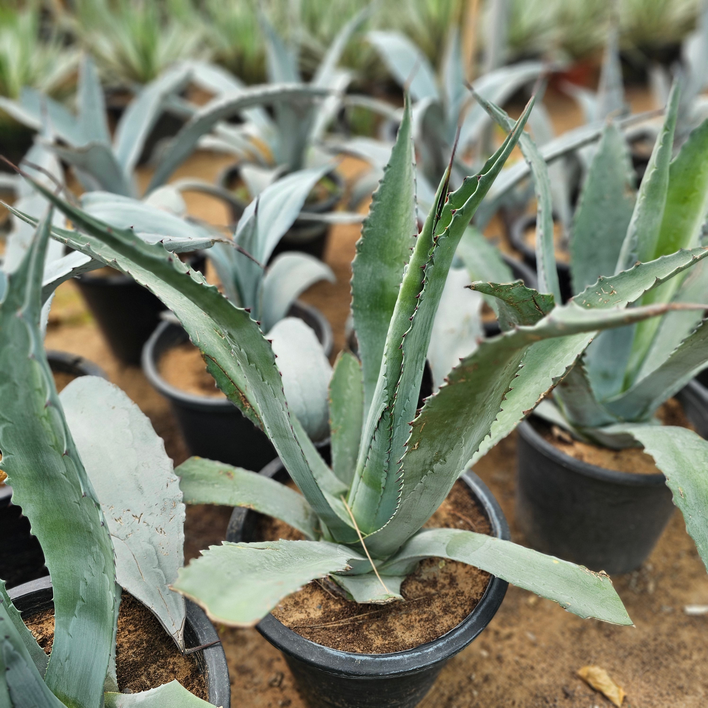 Agave Proto Americana / Agave Americana / Century Plant