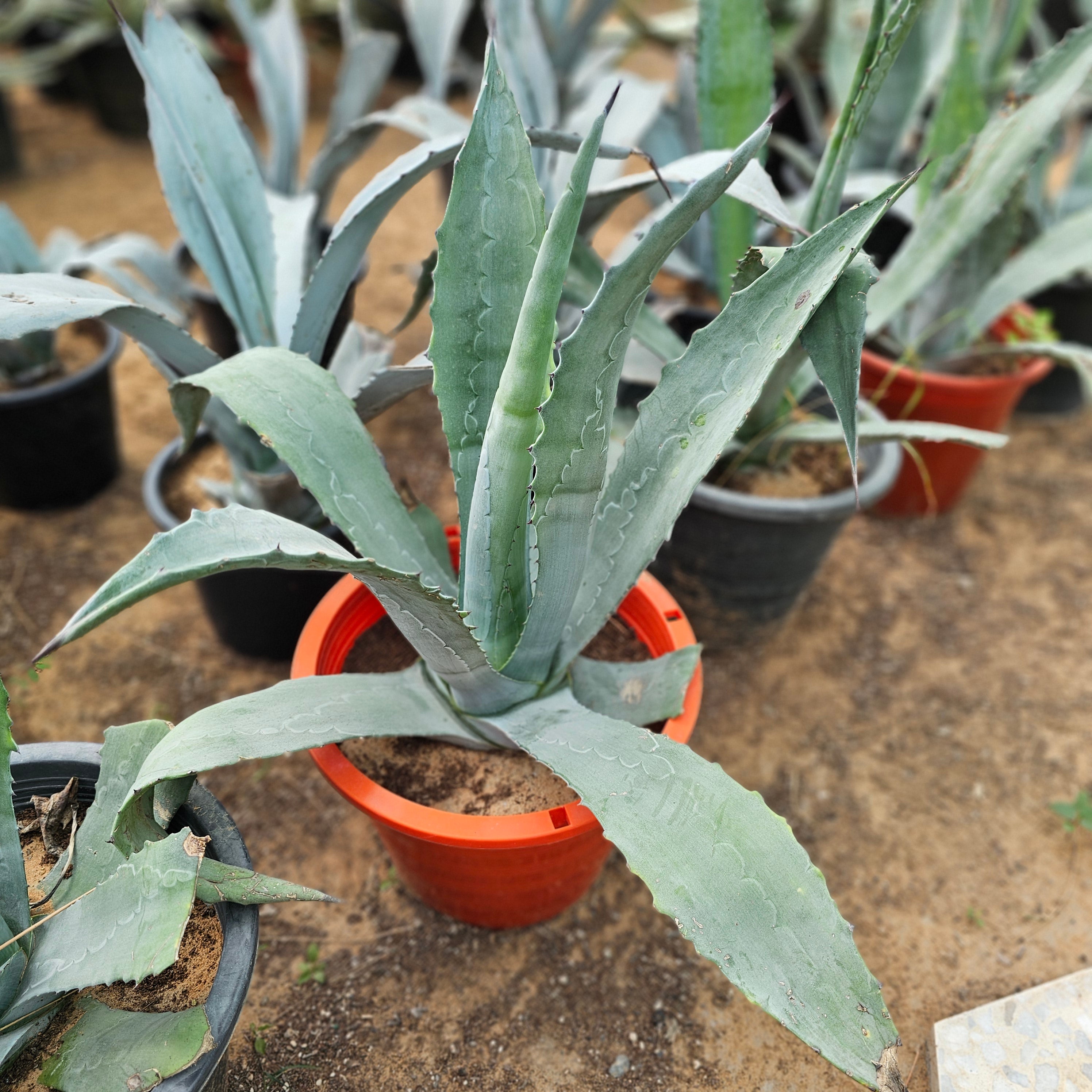 Agave Proto Americana / Agave Americana / Century Plant