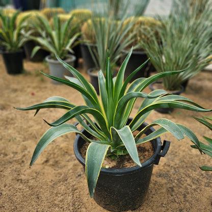 Agave Americana / Agave Yellow Leaves