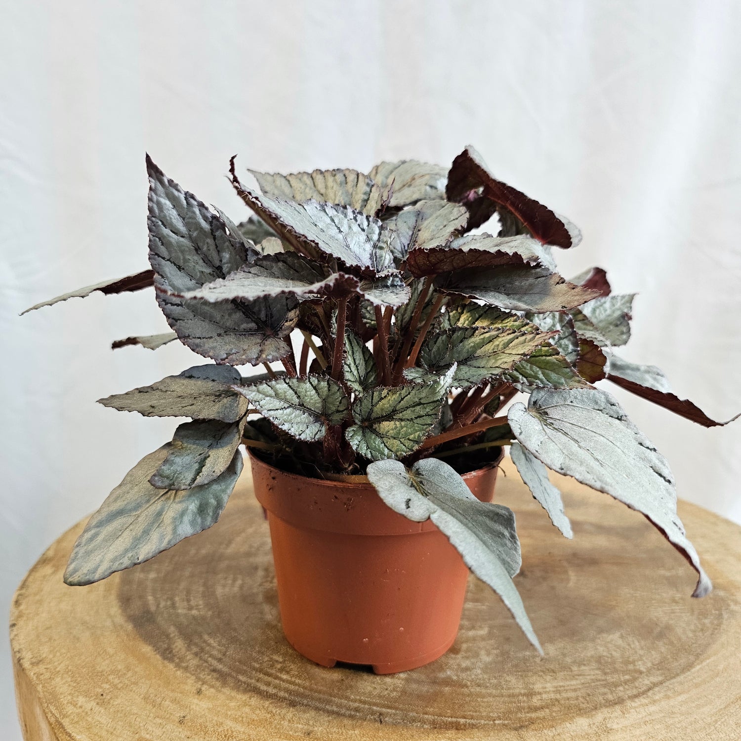 Begonia Leaf Rex / Magic Colours / Silver Limbo